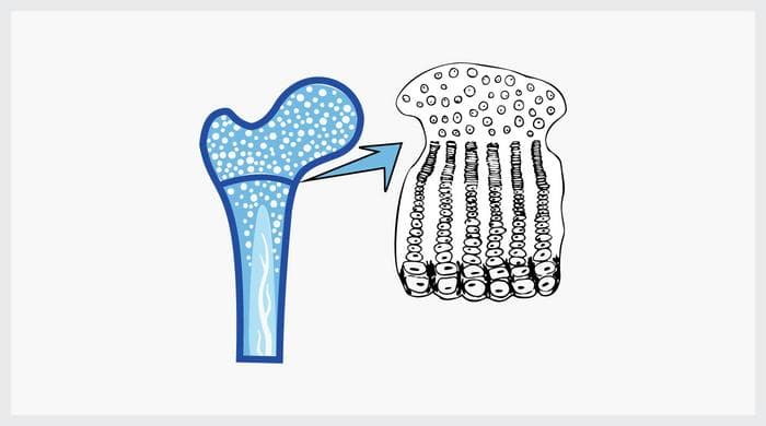 Cell proliferation in growth zones