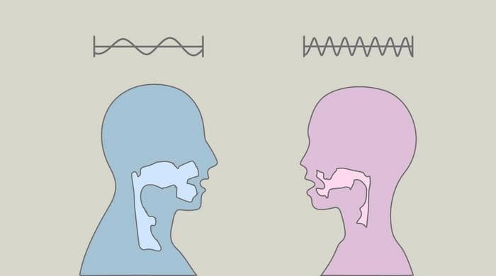 Differences in vocal tract of men and women